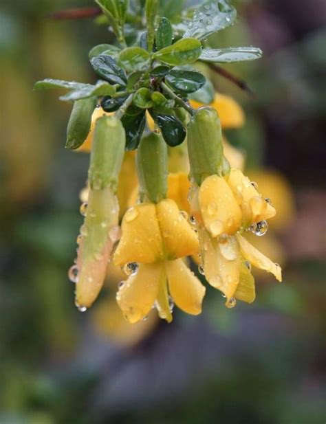 金雀花|金雀花